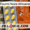 African Black Ant 42